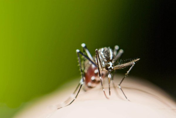 国元配资 已确诊1199例基孔肯雅热，个人感染风险持续上升！佛山多区发布“告全体市民书”