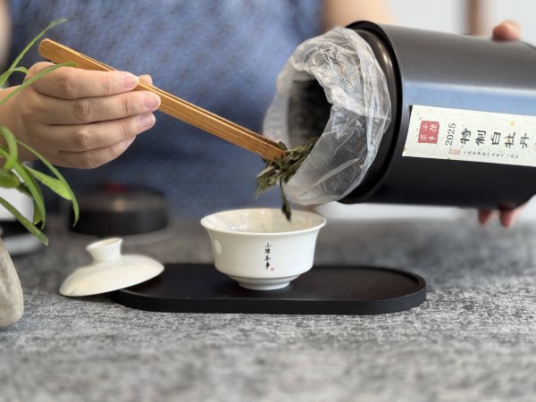 富配平台 浓郁的、清新的梨花香，2025特制白牡丹明丽难言，又香馥难言！